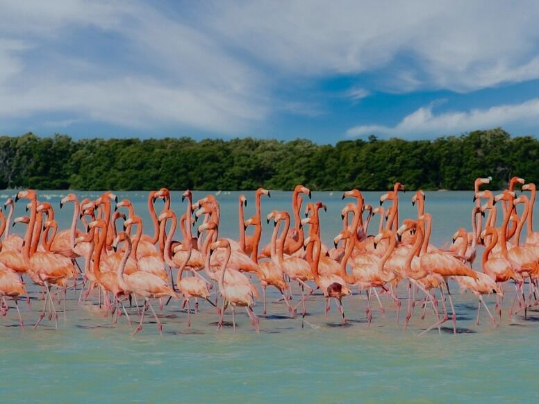Picture of Flamingos/Flamencos