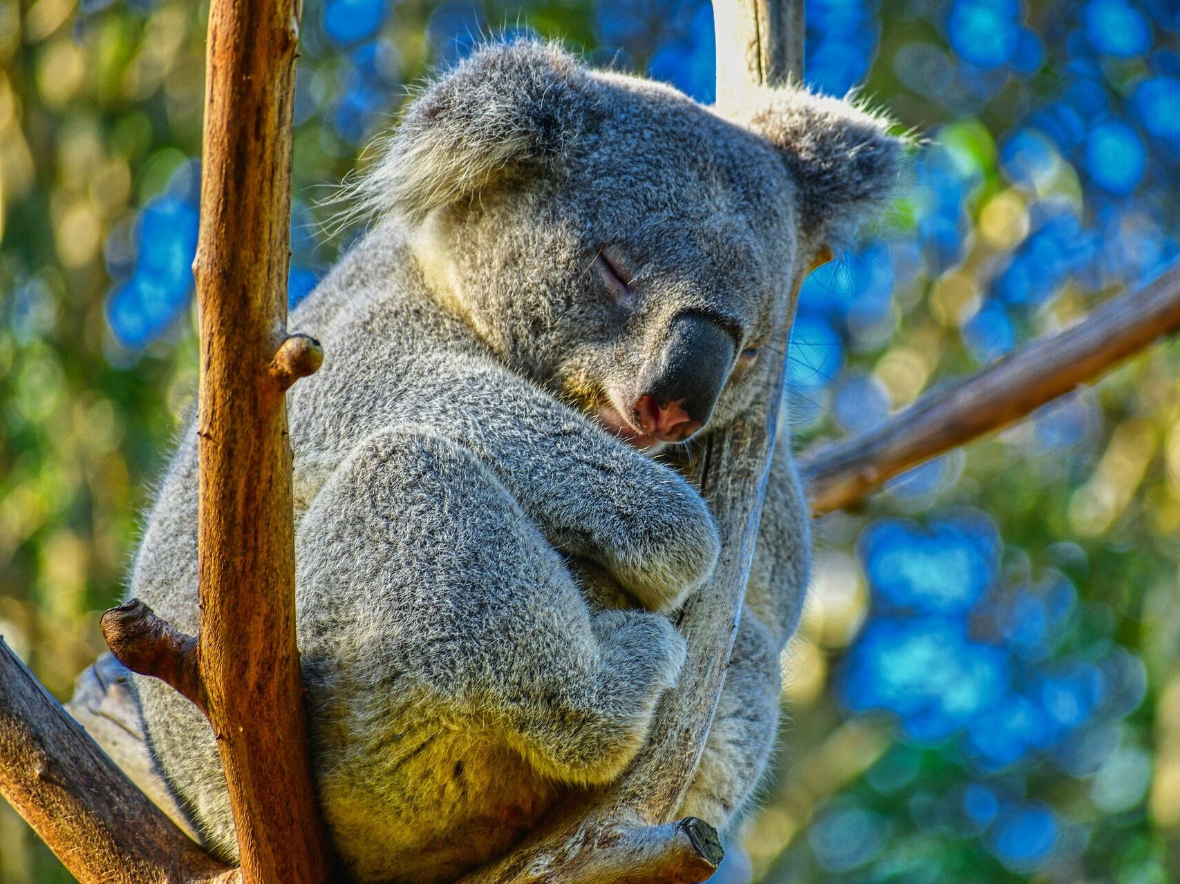 Picture of Melbourne Zoo