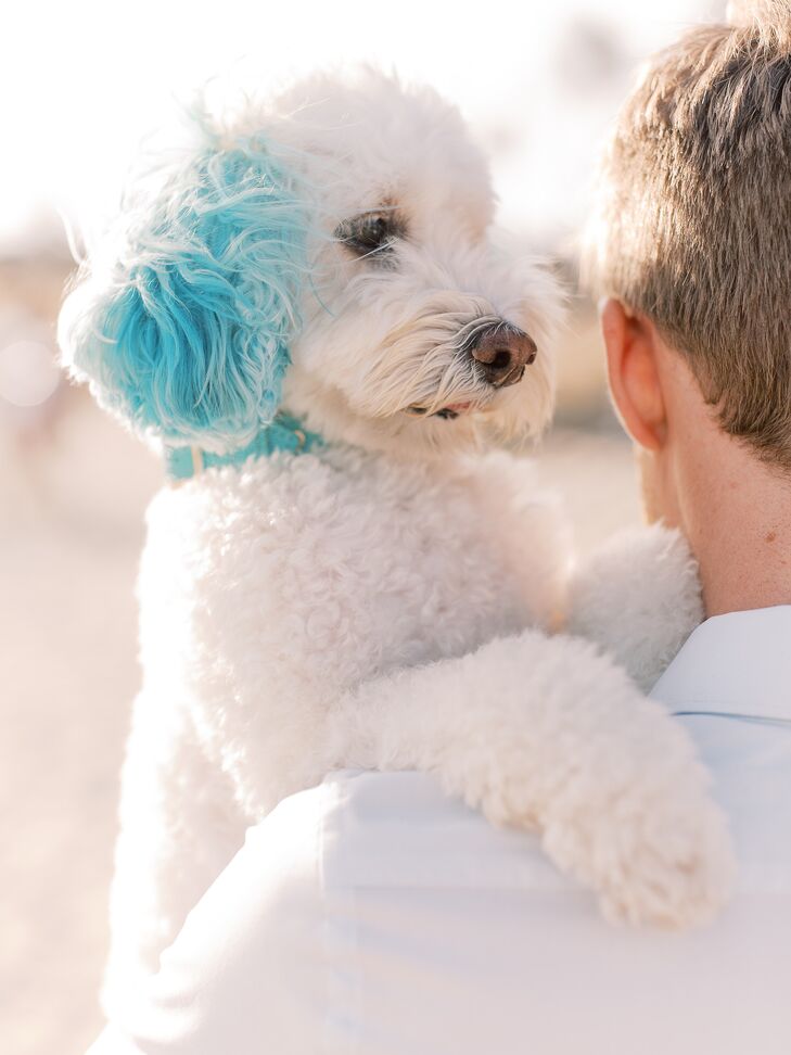 Pet Dog at Beach Wedding in San Diego