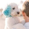 This Couple's Dog Was the Something Blue at Their Beach Microwedding in San Diego, California