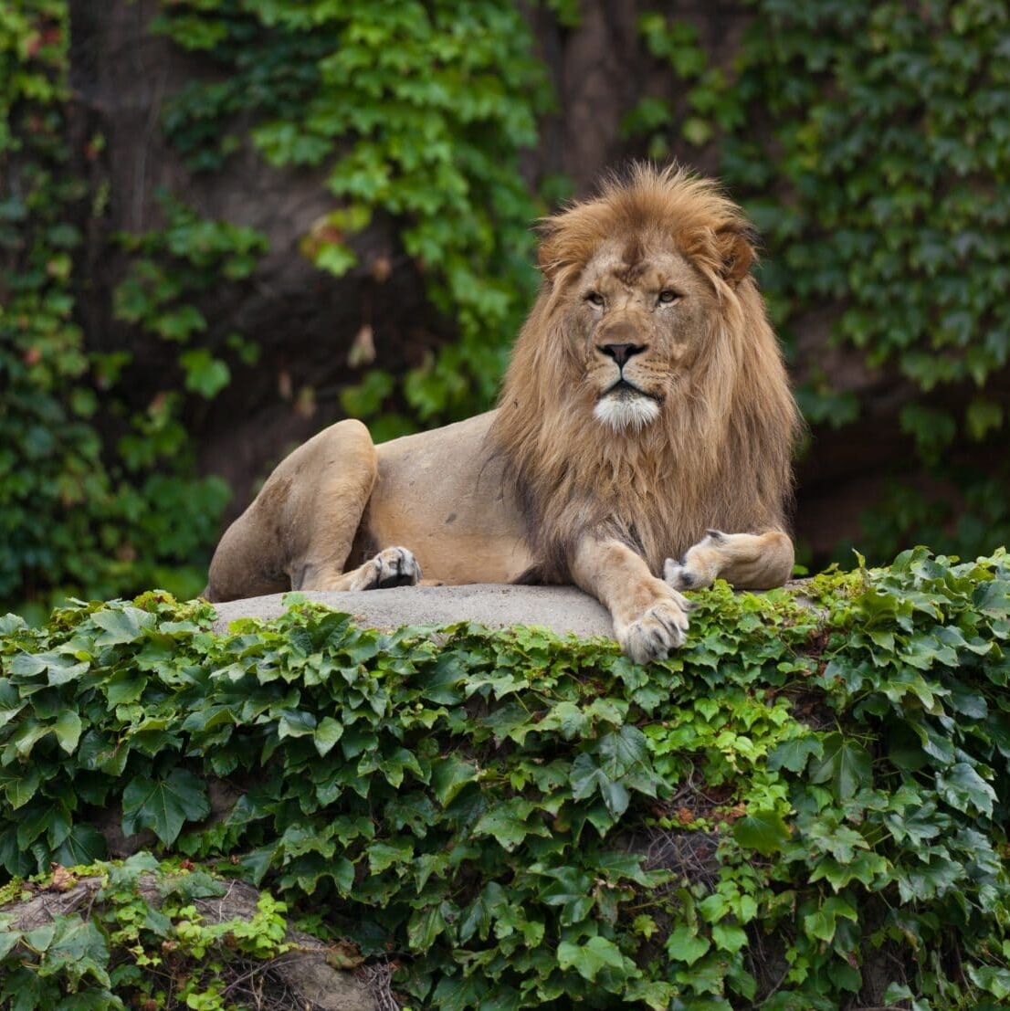 Picture of Lincoln Park Zoo