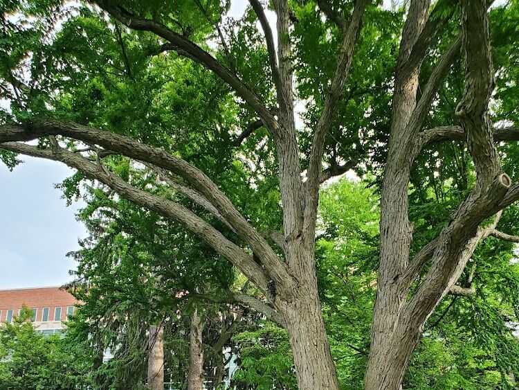 Picture of Michigan State University