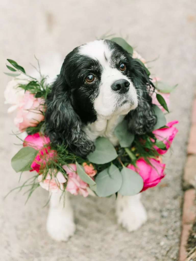 A lovely dog poses for the camera, wearing a pink floral wreath.