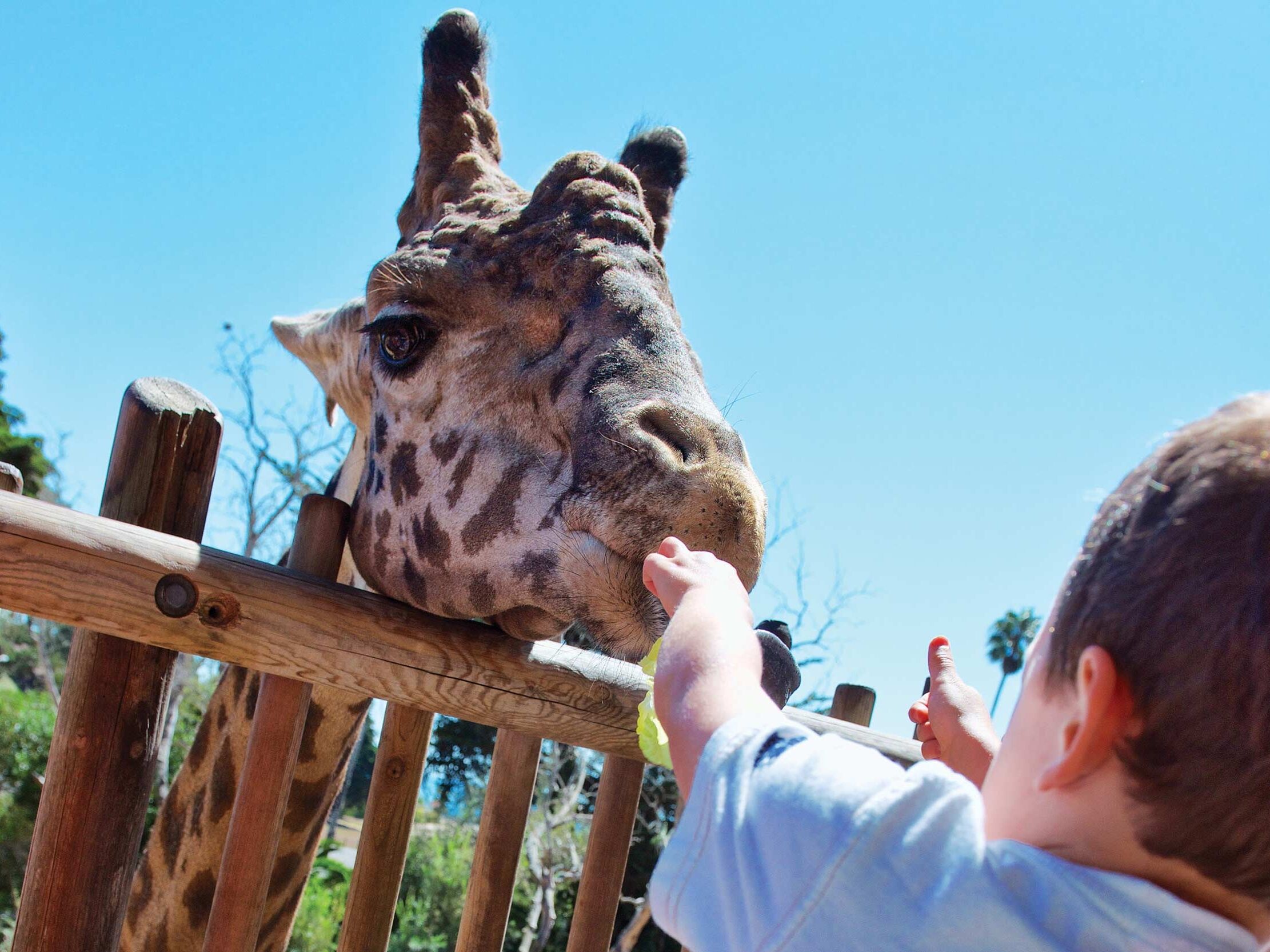 Picture of Santa Barbara Zoo
