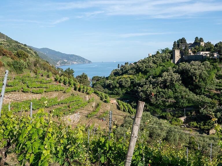 Picture of Buranco Winery