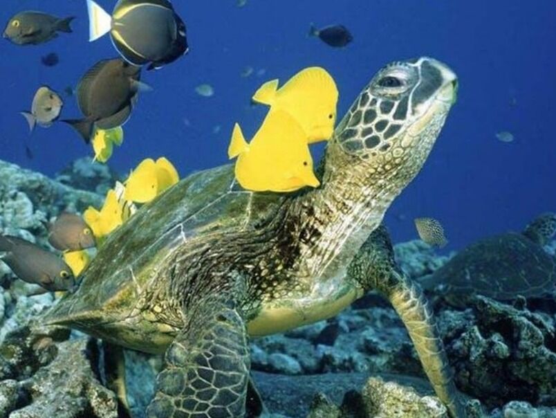Picture of Waikiki Turtle Snorkel Adventure with Manakai Catamaran
