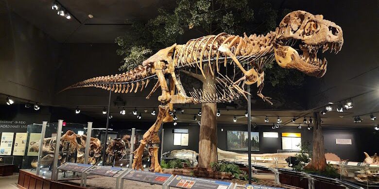 Picture of Museum Of The Rockies