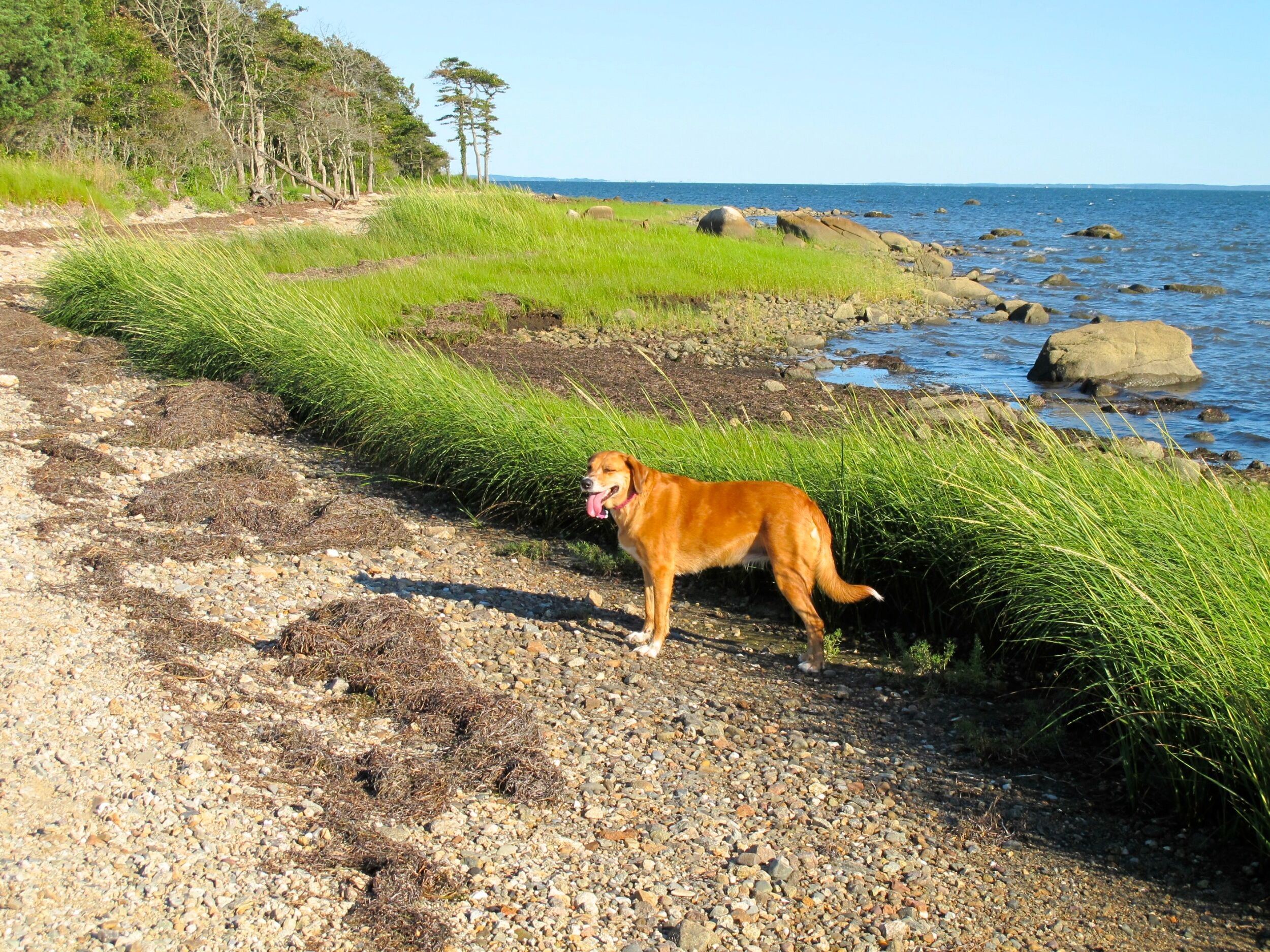 Picture of Nasketucket Bay State Reservation