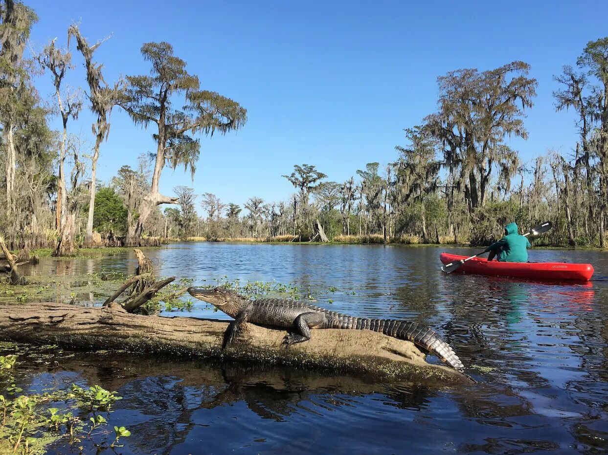 Picture of New Orleans Kayak Swamp Tours