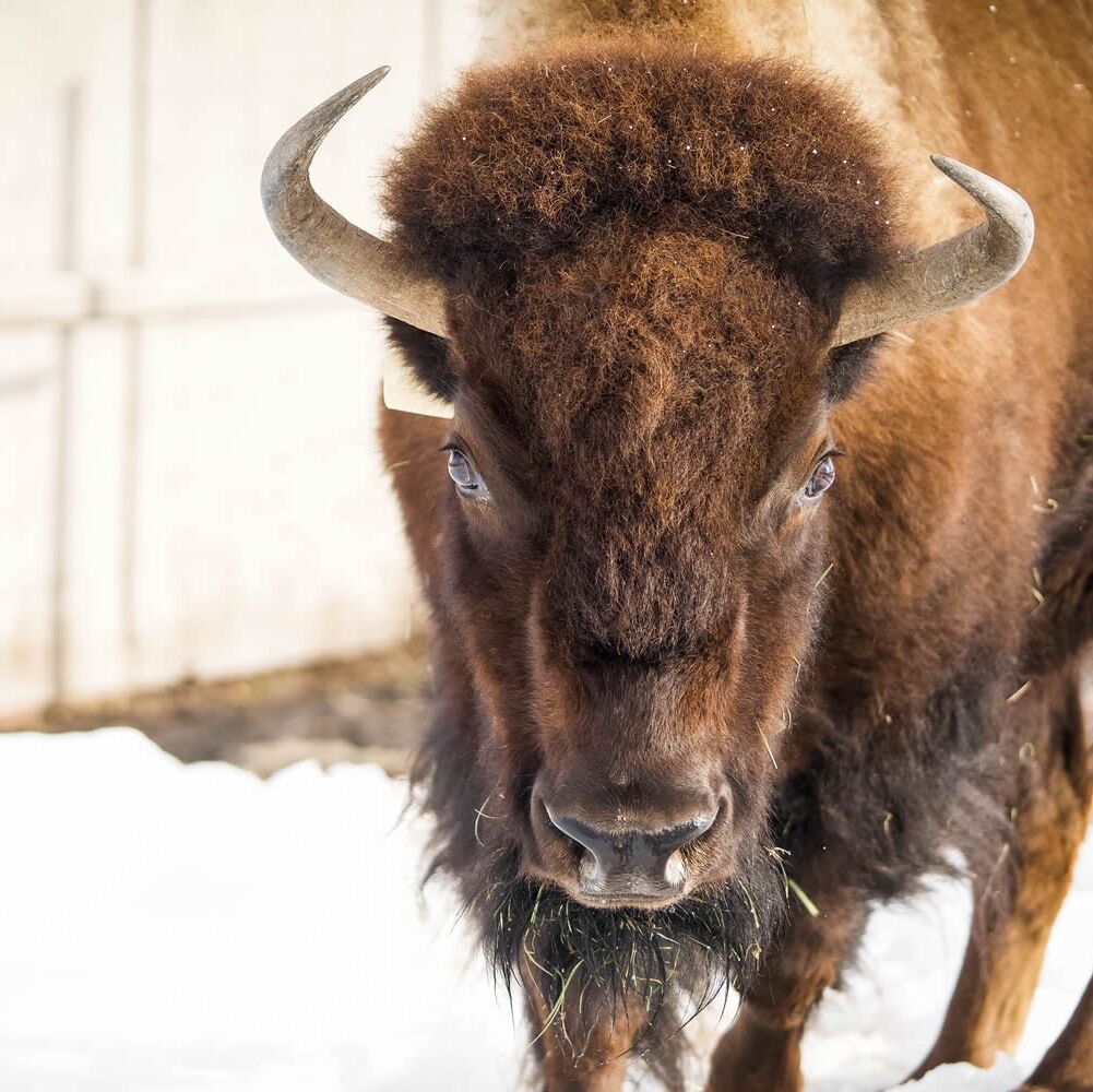 Picture of Yellowstone wildlife sanctuary