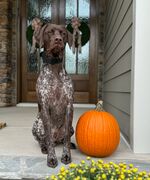 Bentley James Mathews 