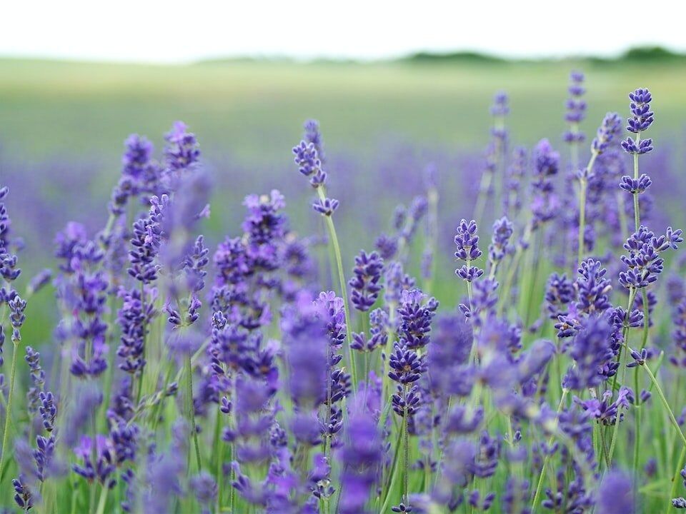 Picture of Lavender Bluff Farm