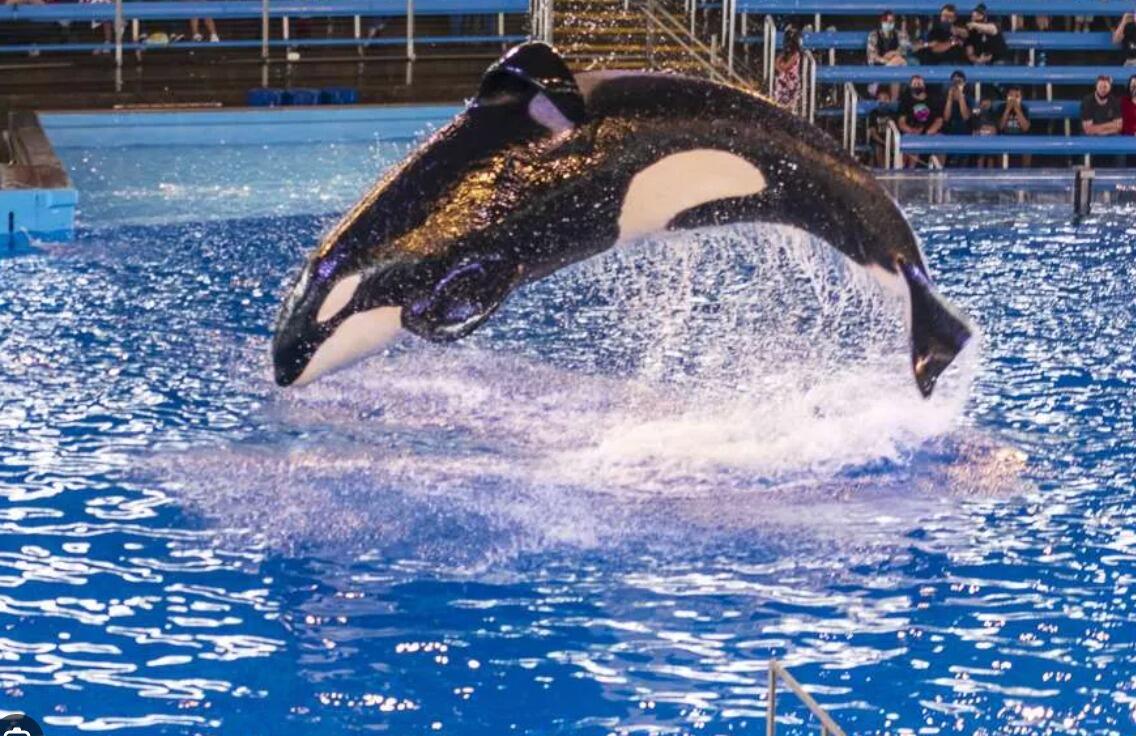 Picture of SeaWorld San Antonio