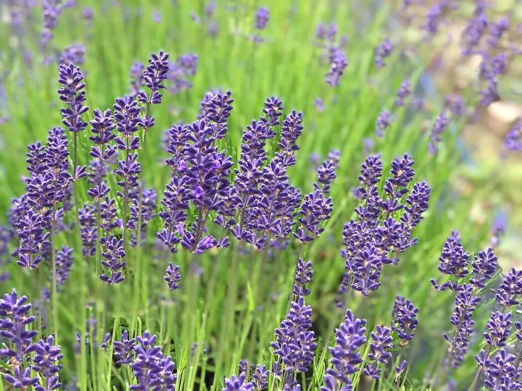 Picture of Lavender and Black