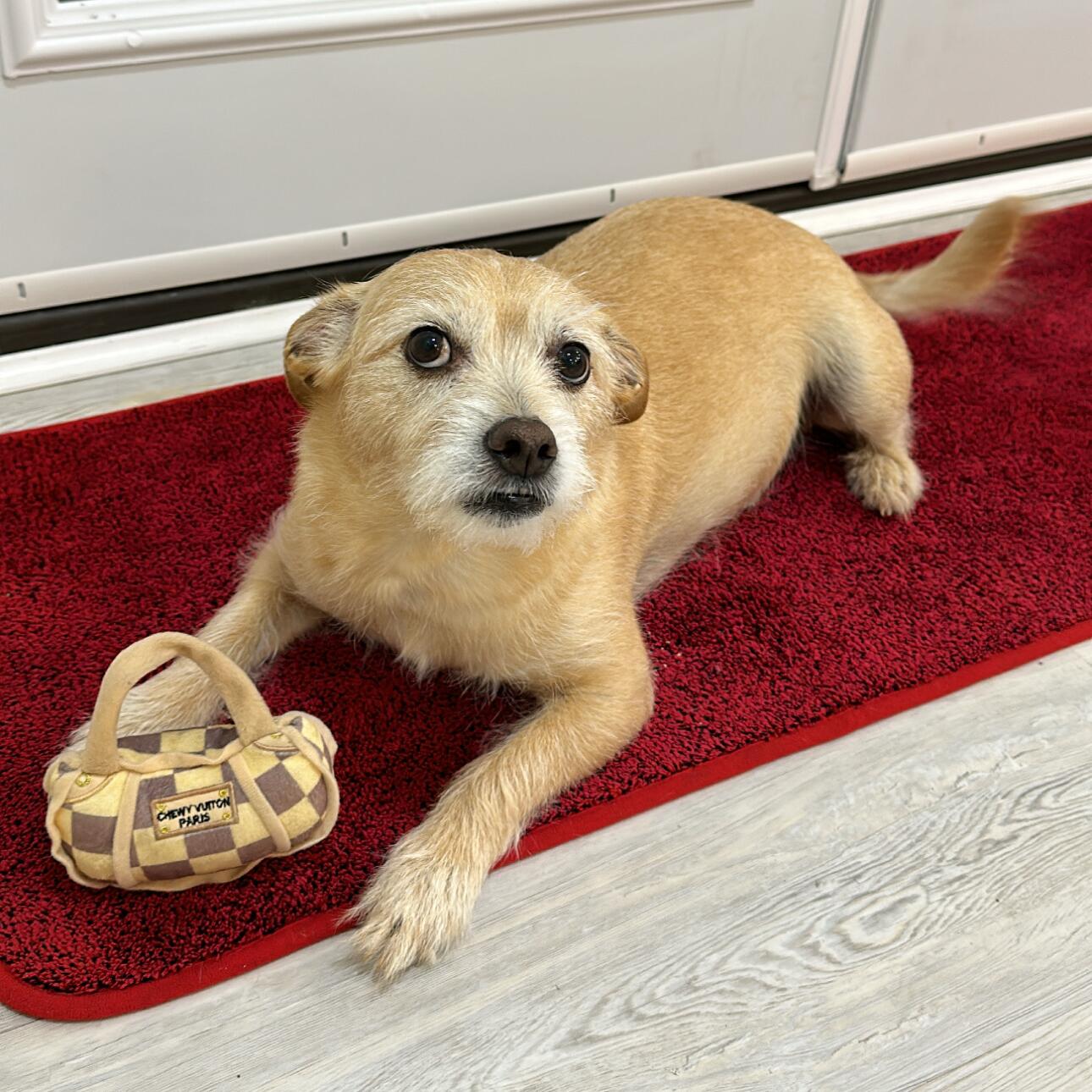 Friday Montgomery (Ring Bearer)