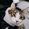 A Cat Made an Appearance at This Wedding at New Liberty Distillery in Philadelphia