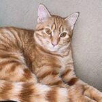 Arlo