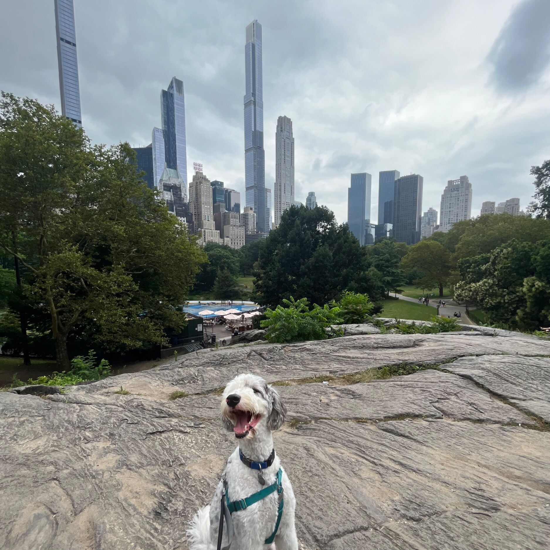 Picture of Central Park