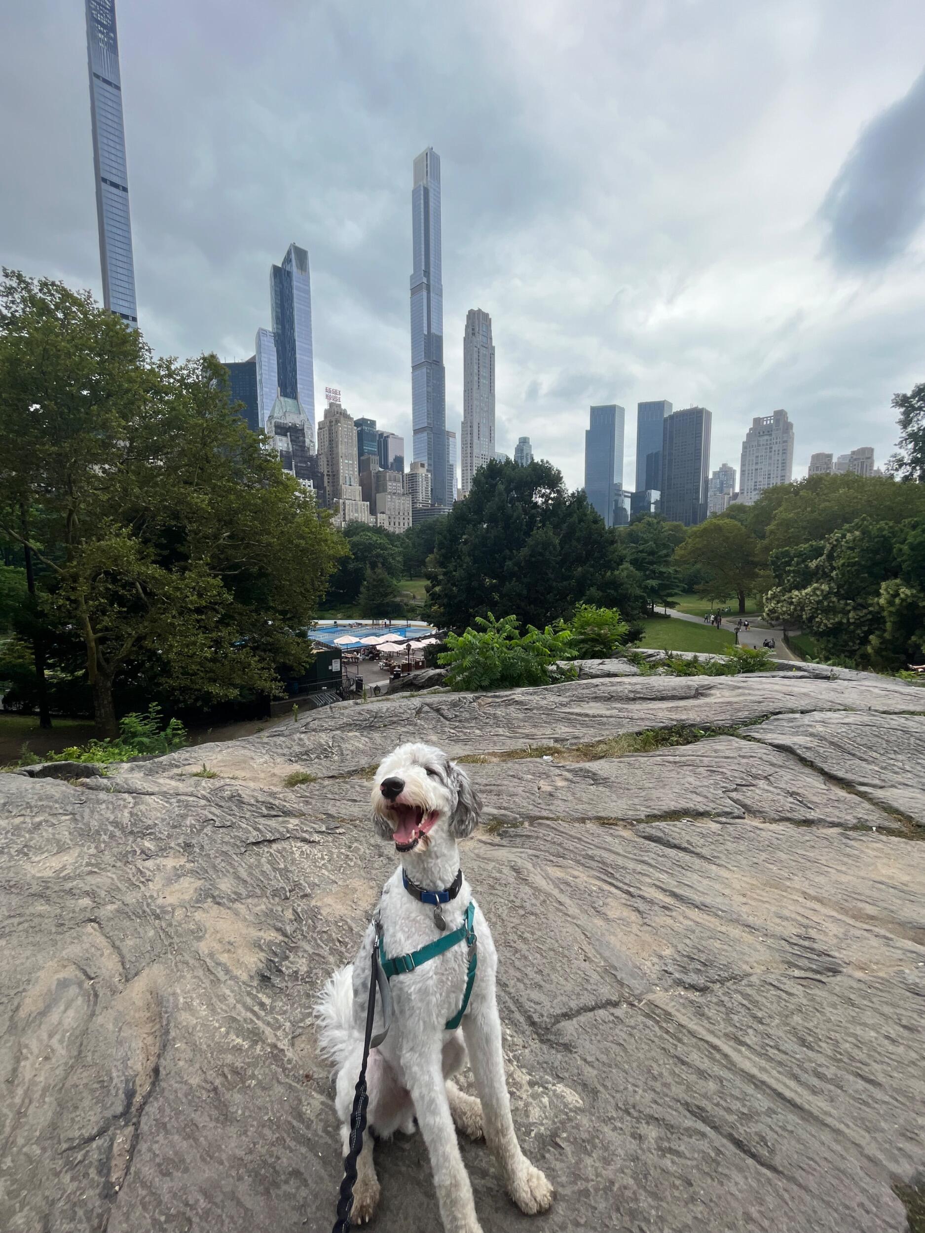 Picture of Central Park