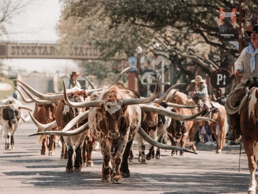 Picture of Fort Worth Cattle Drive