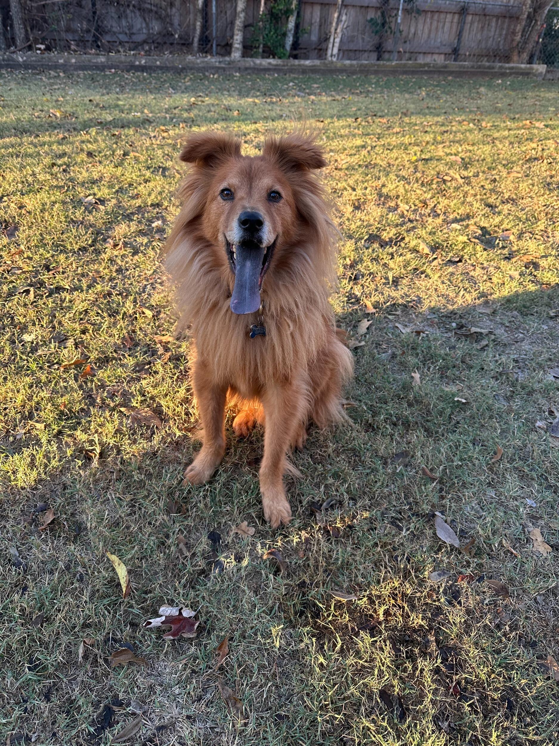 Klaus gets a glow up after being diagnosed with hypothyroidism, which impacts hair growth. He now has a proper little lion's mane.