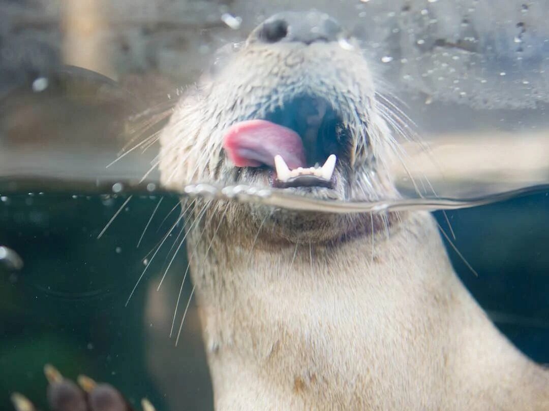 Picture of The Florida Aquarium