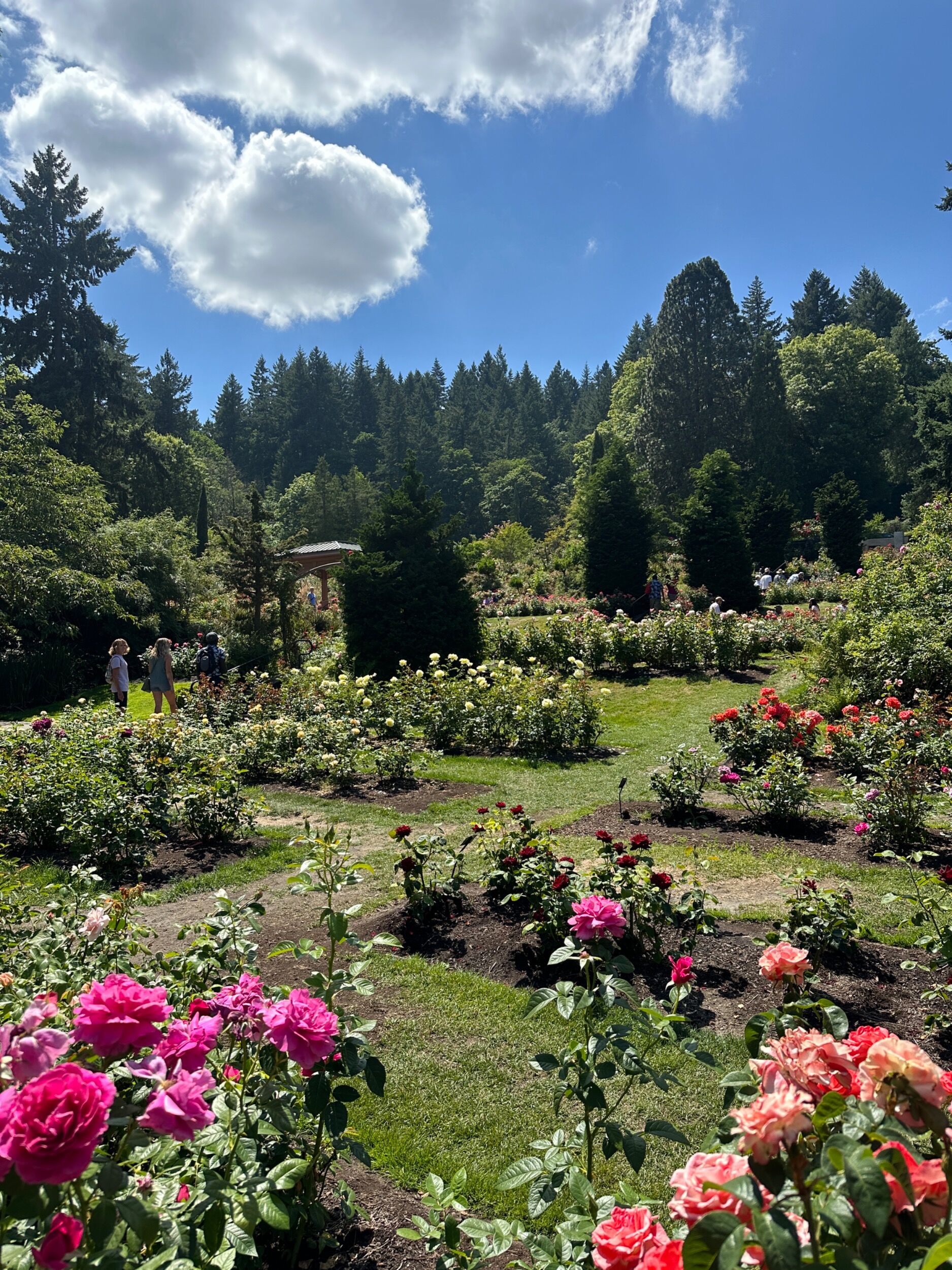 Picture of International Rose Test Garden