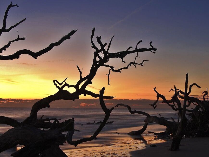 Picture of Driftwood Beach