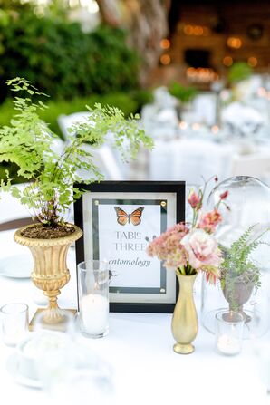 Entomology-Inspired Table Number With Butterfly
