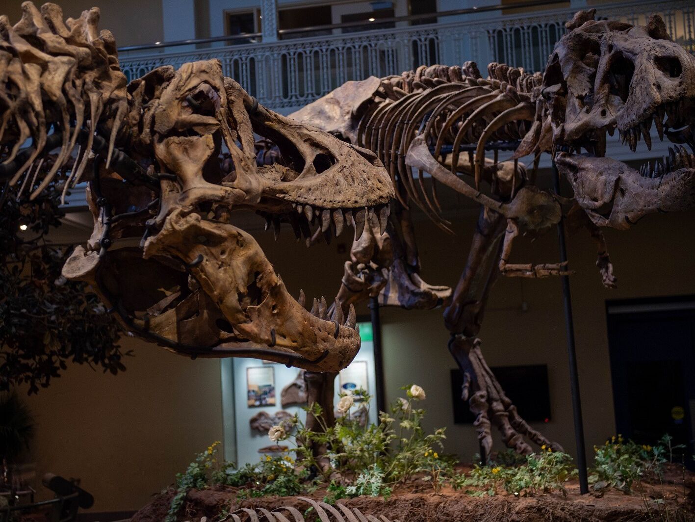 Picture of Carnegie Museum of Natural History