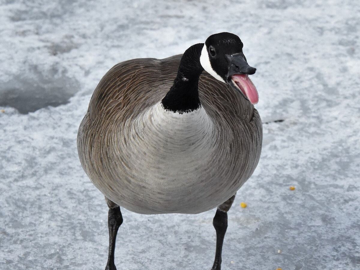 Picture of Bay Beach Wildlife Sanctuary