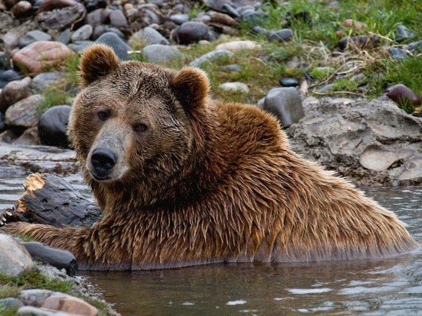 Picture of Montana Grizzly Encounter