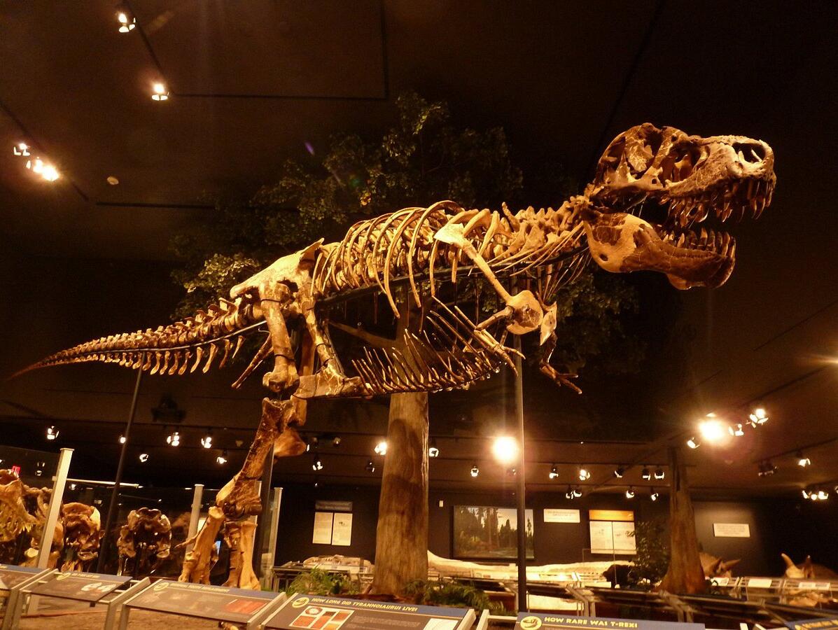 Picture of Museum of the Rockies 