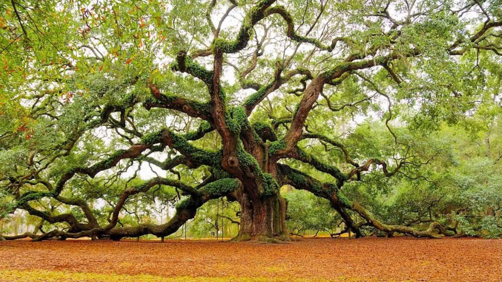 Picture of Angel Oak Tree