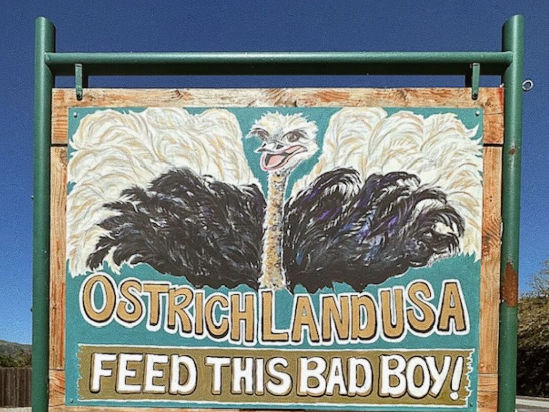 Picture of Ostrichland USA