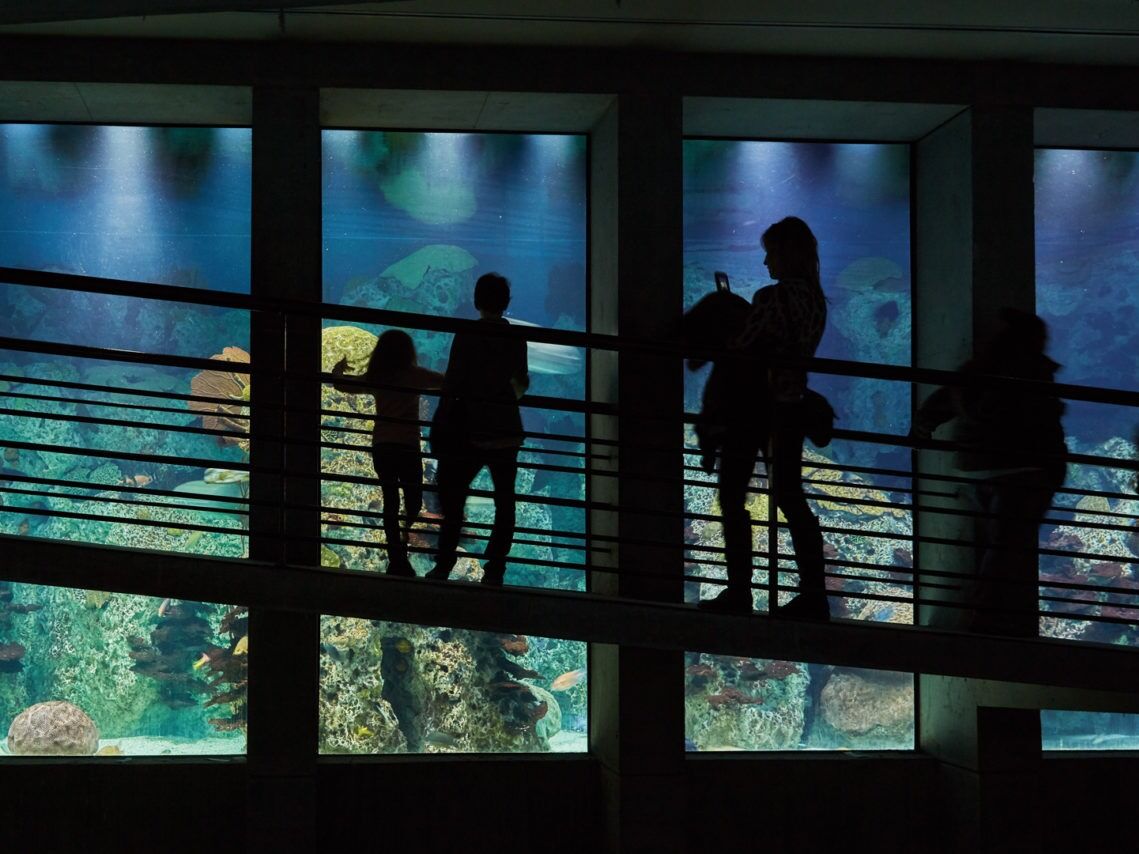 Picture of National Aquarium