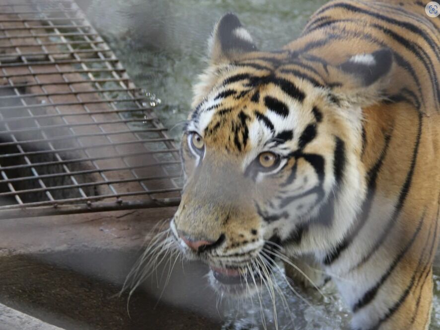 Picture of Zoobic Safari