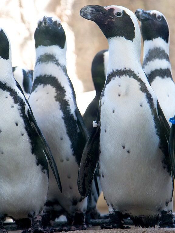 Picture of Lincoln Park Zoo