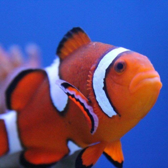 Picture of Aquarium of Boise