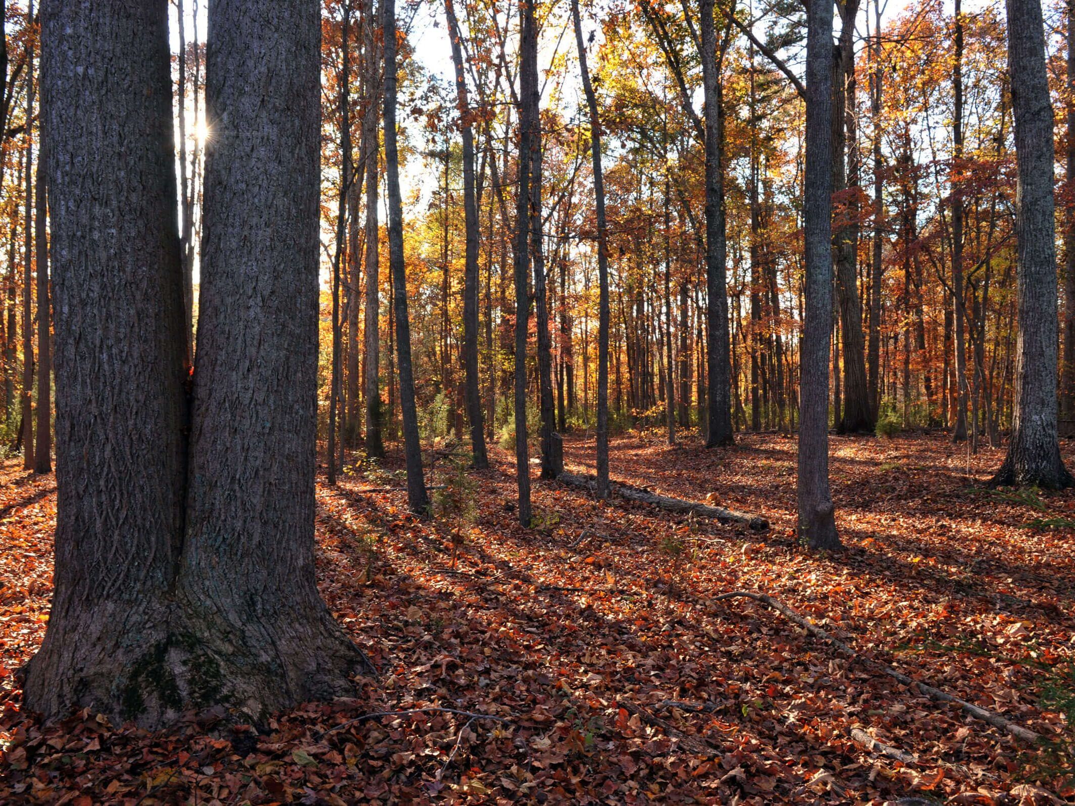 Picture of Seven Oaks Preserve Trail