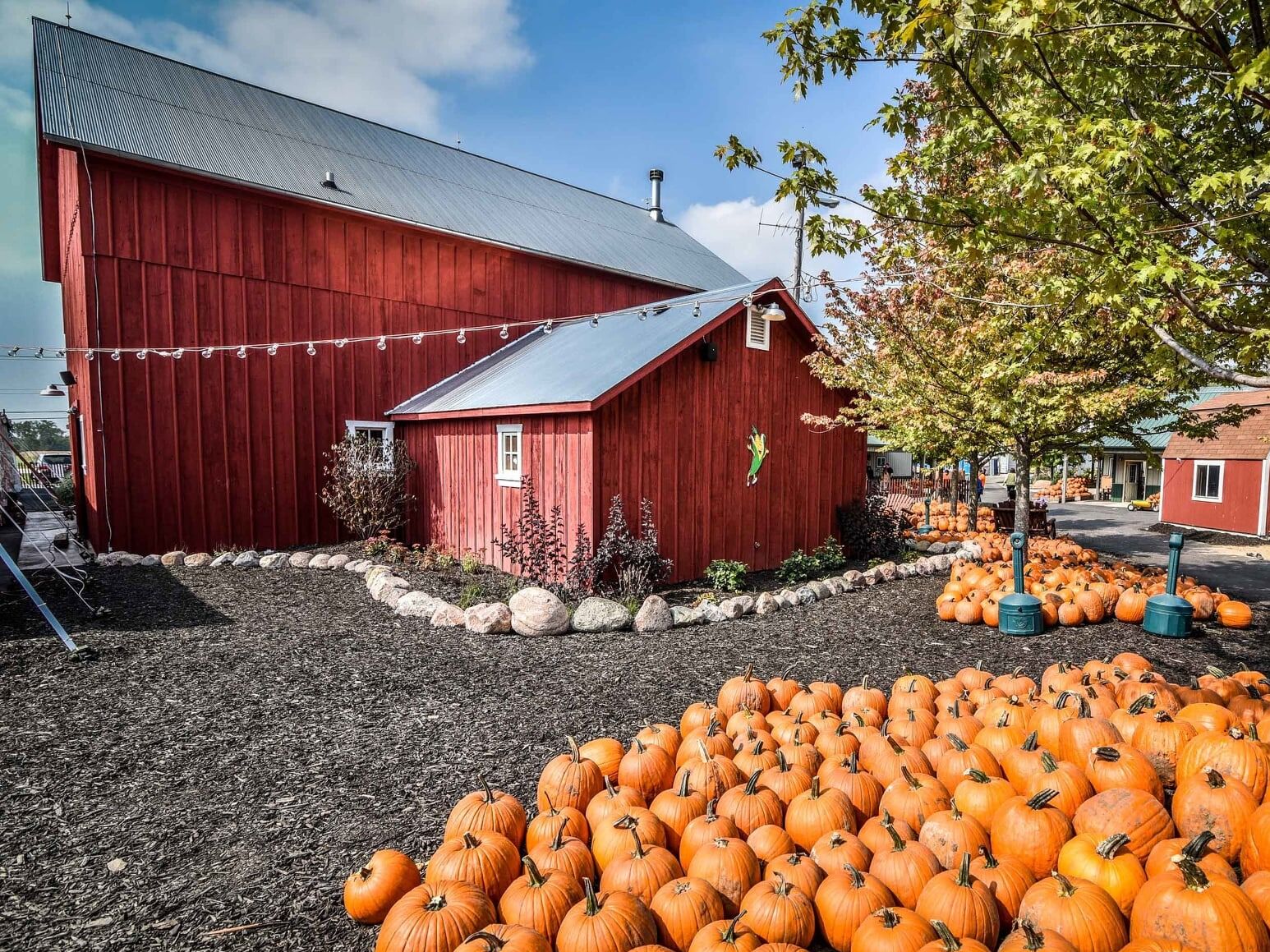Picture of Konow's Corn Maze