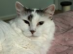 Miss Kitty