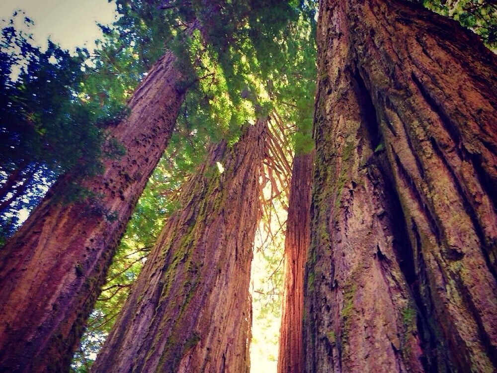 Picture of Jedediah Smith Redwoods State Park