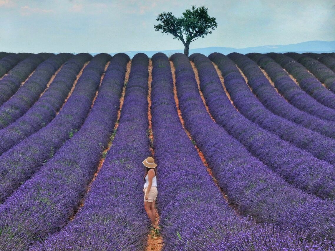 Picture of Cape Cod Lavender Farm