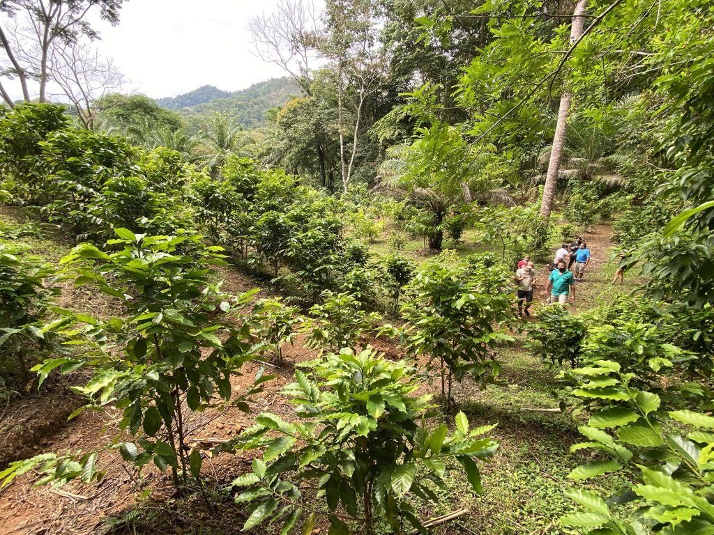 Picture of Spice Farm Tour 