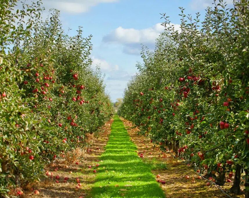 Picture of Apple Picking