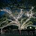 Ceremony Under a Magical Illuminated Tree
