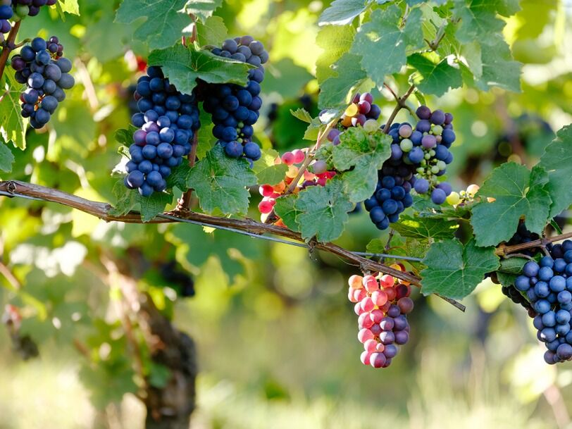 Picture of Lakeridge Winery & Vineyards