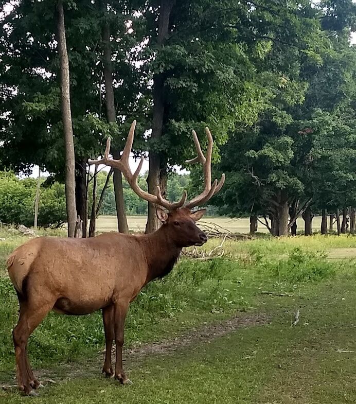 Picture of Elk Park 