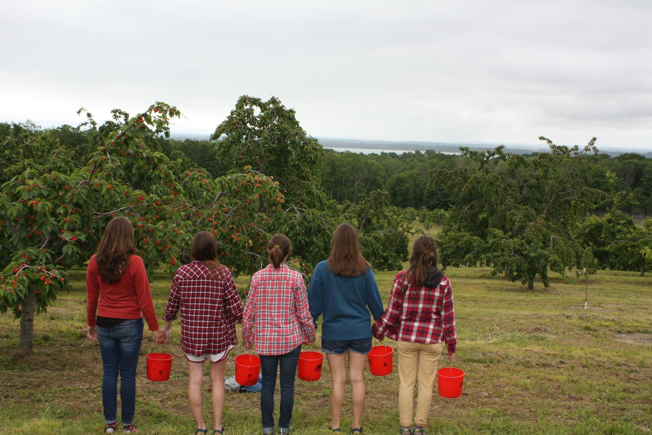 Picture of Old Mission Peninsula: Wine & U-Pick farms